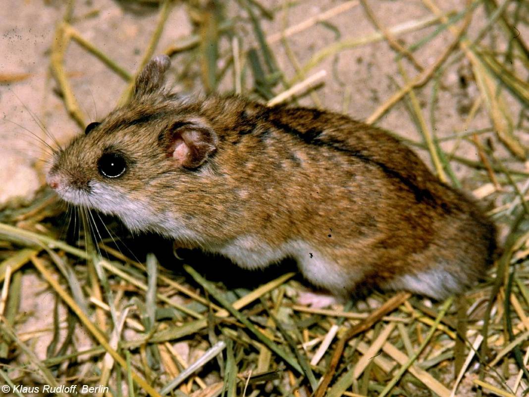 Van’ın kedisi varsa Konya’nın da avurtlağı var 4